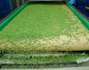 Volta_Belt_Processing_Frozen_Peas.jpg