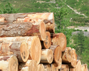 Timber_Industry.jpg